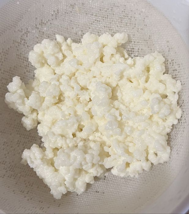 Ciupercă de Kefir