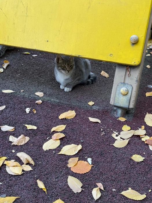 Котенок в добрые руки
