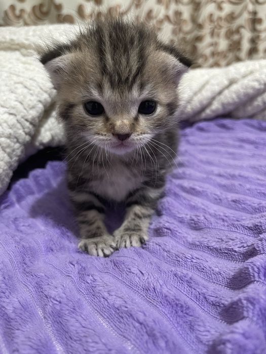 Маленькие пародистые котята
