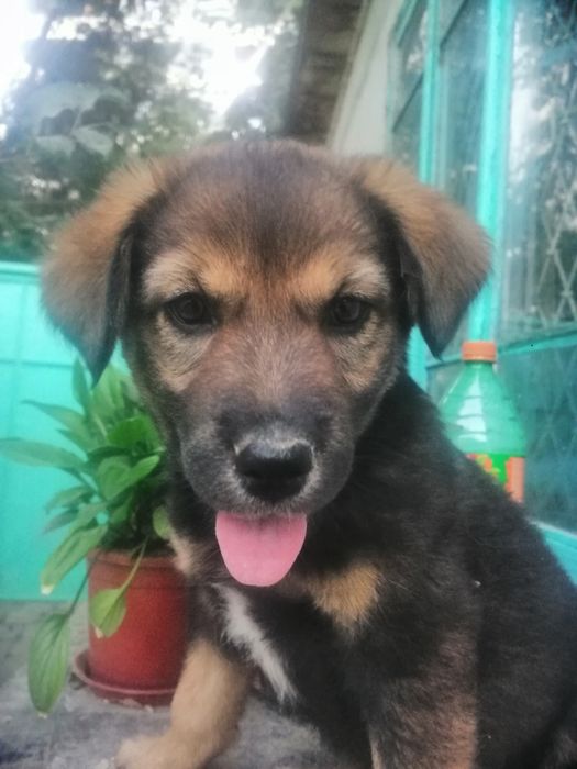 В добрые руки щенок охранник