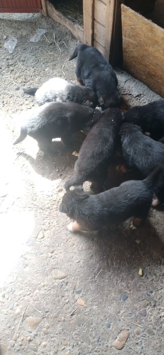 Щенки немецкой овчярки