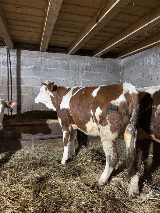 De vanzare 2 juninci