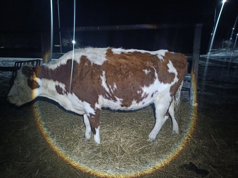 Продам Две коровы