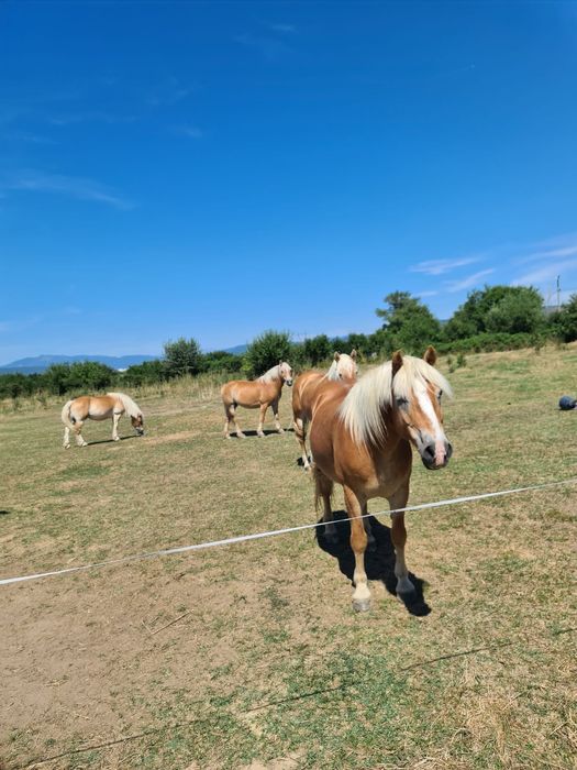 Vand pereche cai pentru călărie hafliger,9 ani iapa si 12 ani calul