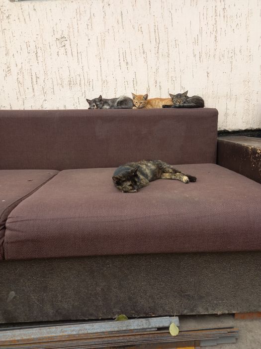 Одам котят в хорошие руки