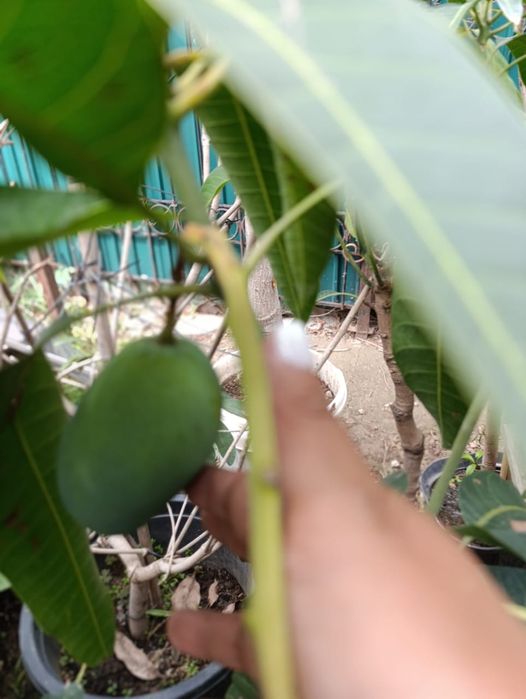 Манго с плодами в горшках