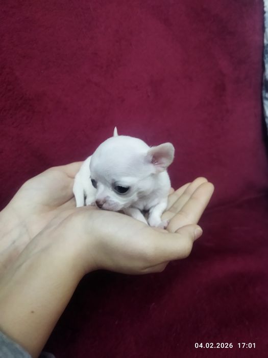 Готовяться к продаже щенки чихуахуа ( бронь)