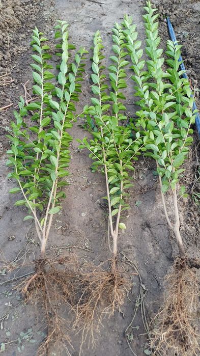 Лигуструм на гол корен за жив плет