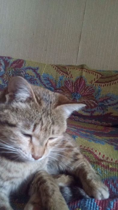 Отдам даром девочку в добрые руки