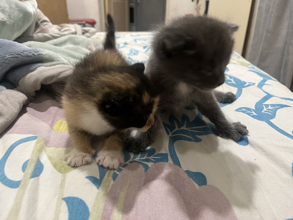 отдам котят бесплатно