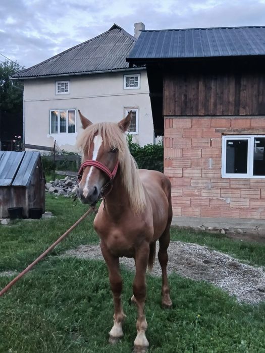 Vând mânz  1 an și 2luni