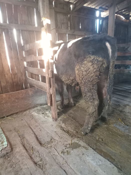 Прадам бычка гадавалы