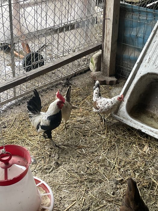 Vand familie gaini Australorp si fam.gaini pitice