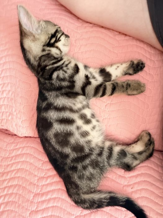 Котенок бенгал девочка