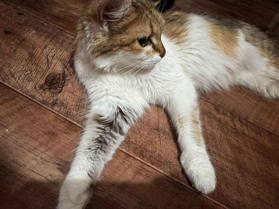 Кошка отдам бесплатно