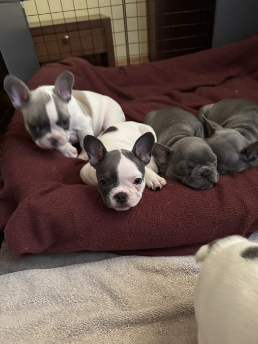 Френски булдог син ген с родословие