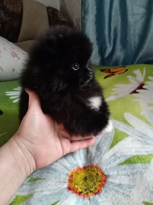 Продам щенков шпица