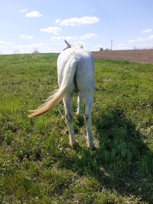 Vanď Cal este foarte bune
