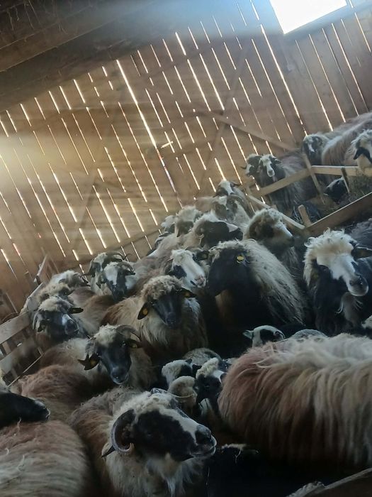 Vând oi com Rebrișoara sat Gersa I