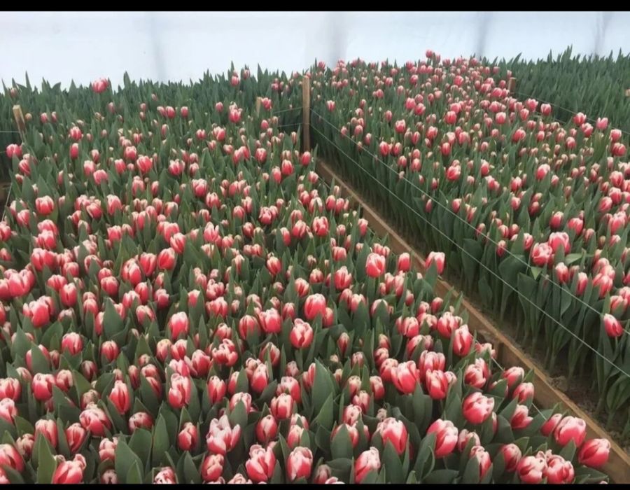 Луковицы тюльпанов