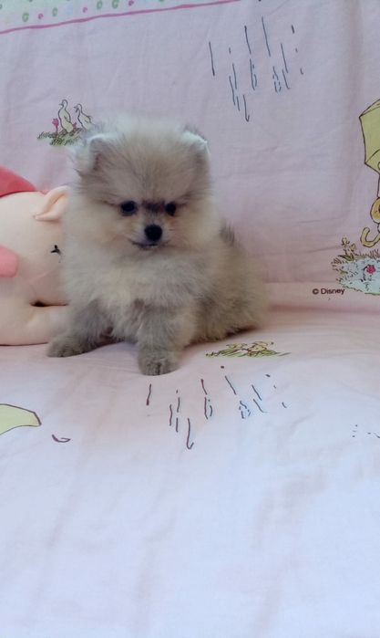 Продам щенков шпица.