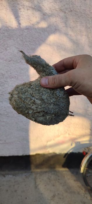 Продам гнездо Ремеза