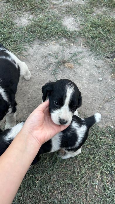 Продается щенки русского спаниелья