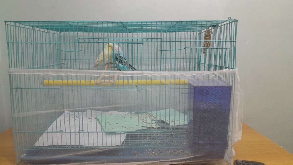 Папугай с клеткой