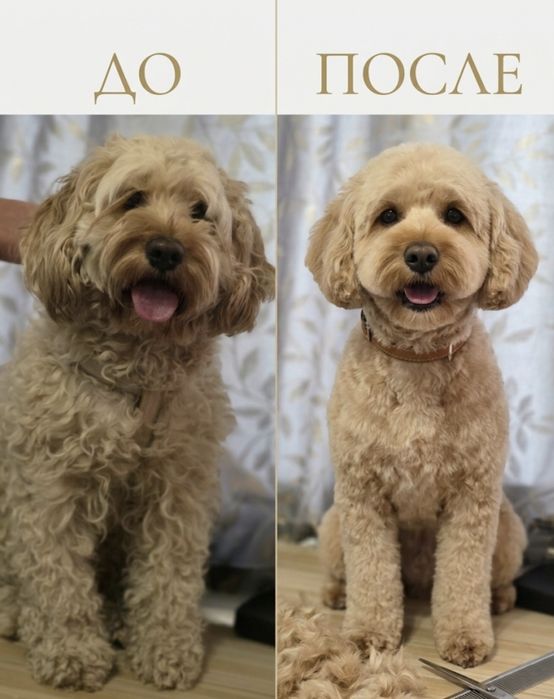 Стрижка собак,Груминг В отличном салоне!