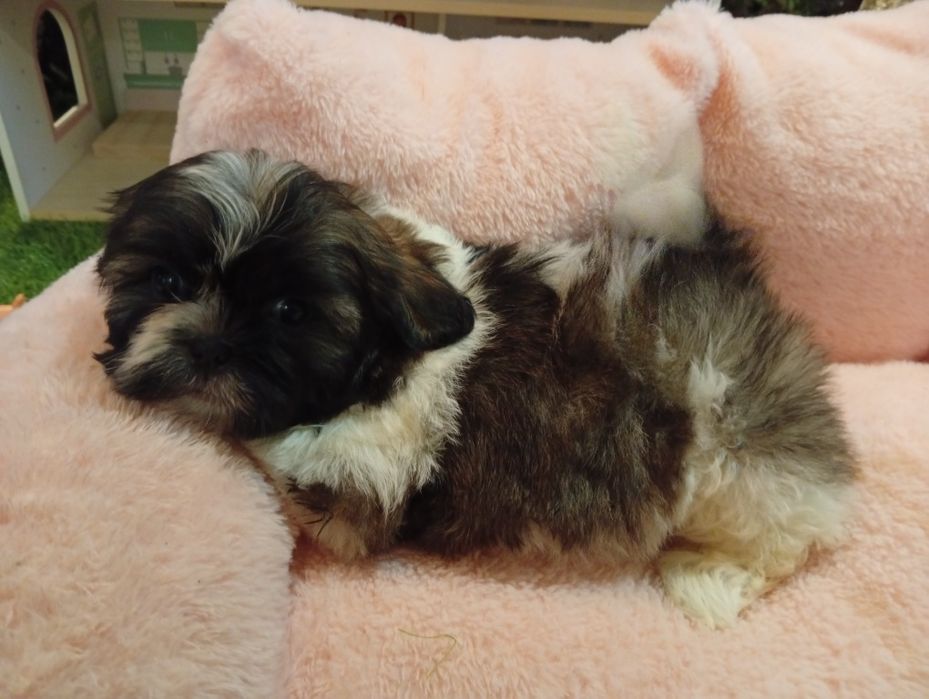 Shih tzu dragalasi
