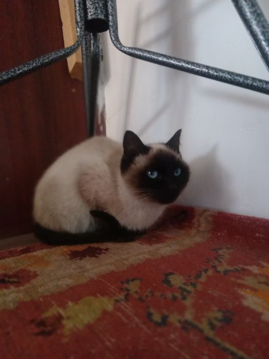 Siam mushugi hali yosh