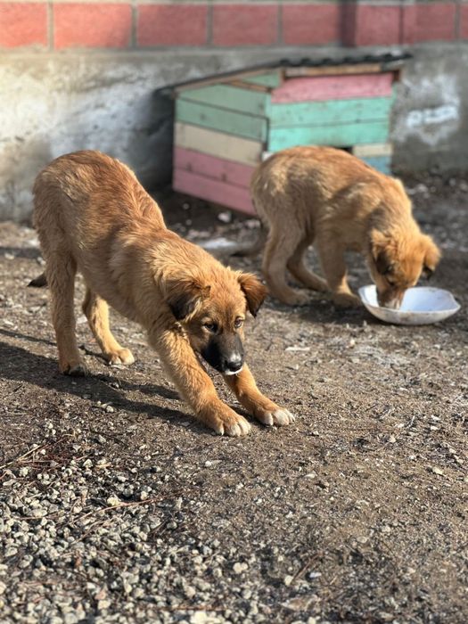 Отдам собак . .