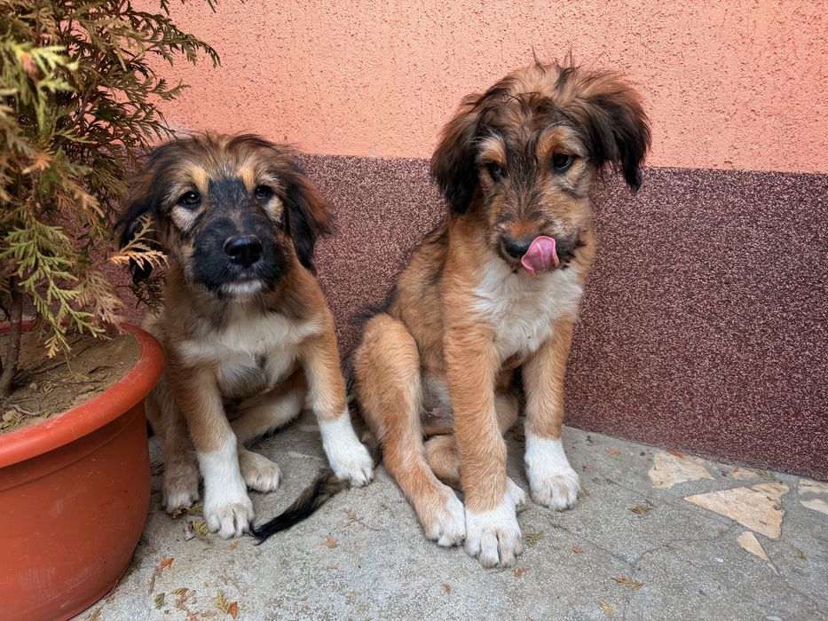 Vand pui de catel de talie mare