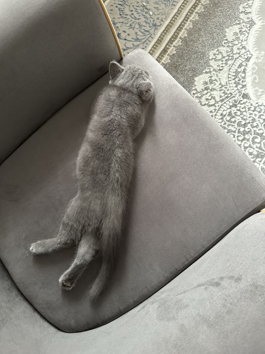 Британски котенок