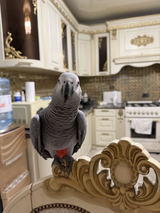 Попугай Жако умный болтун