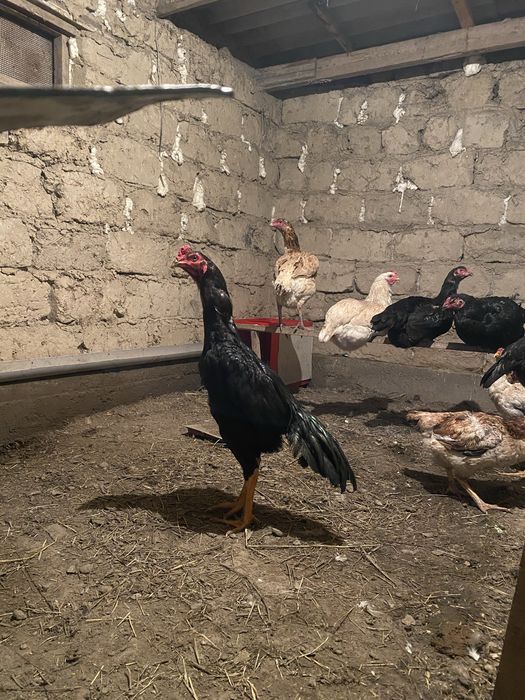 Дакан шөже қораз сатылады