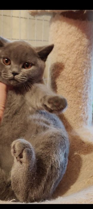 Котенок  3.5 мес британская девочка