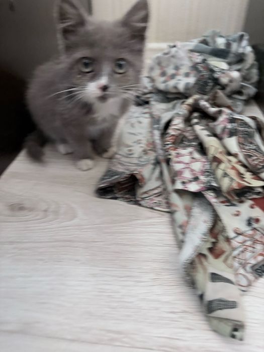 Отдам котенка в руки