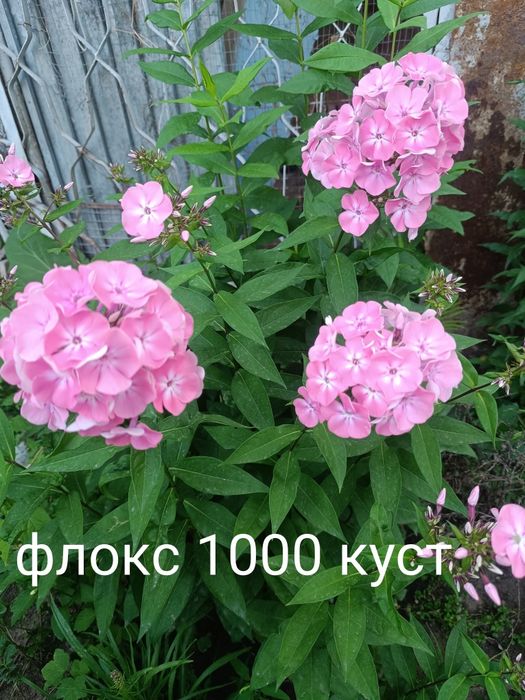 Продам флоксы  многолетний