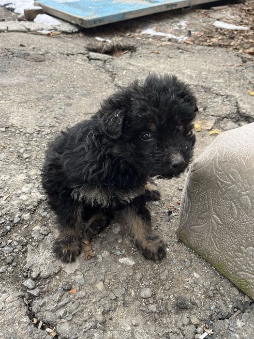 Отдам щенков. Помогите пожалуйста.