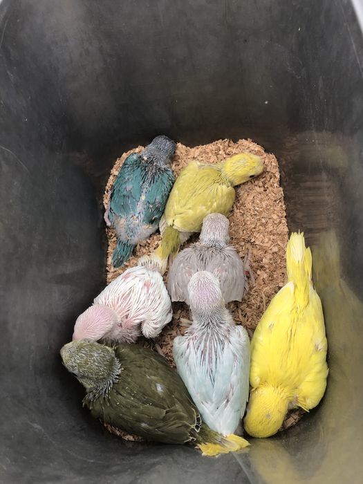 Papagali blanzi de la crescatorie pui Micul Alexandru Alexander