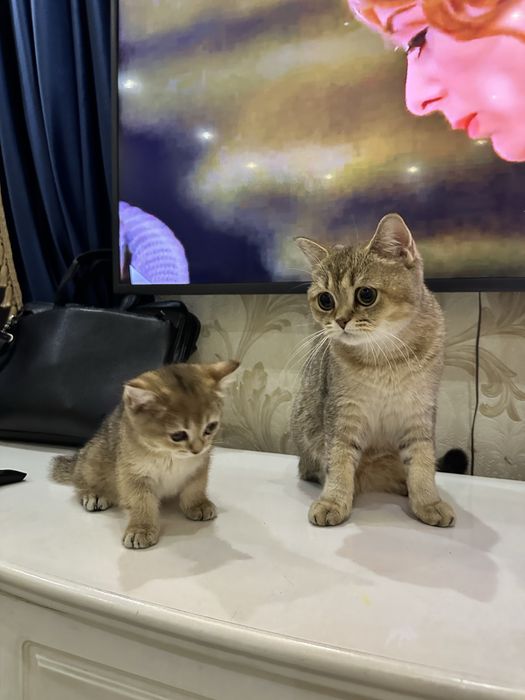 Британская золотая шиншила.