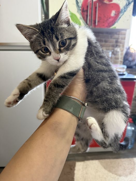 Котенок девочка 2 месяца