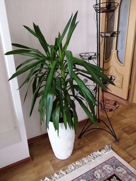 Комнатные цветы.