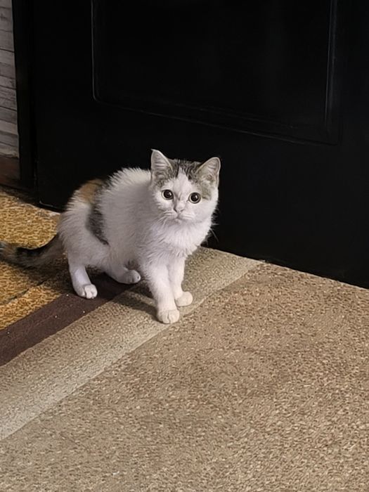 Отдам котенка , кошка