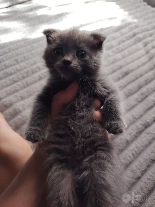 Продаются котята