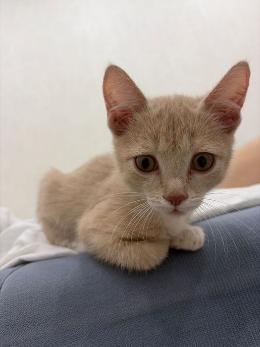 Отдам котенка в хорошие руки