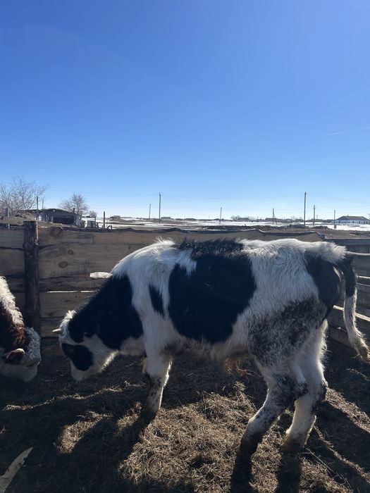 Проодам бычков откорм