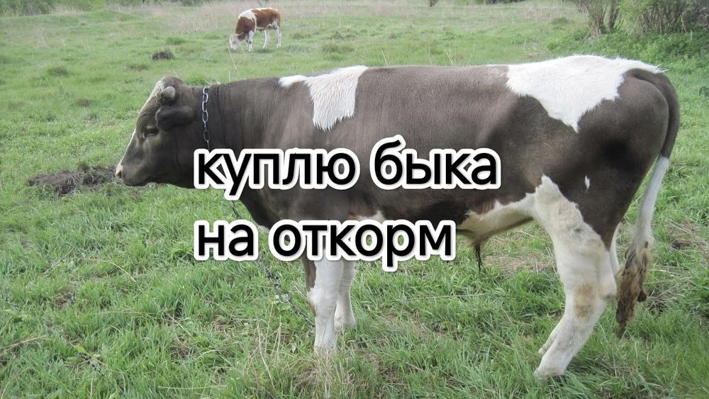 Быка бычка для себя.