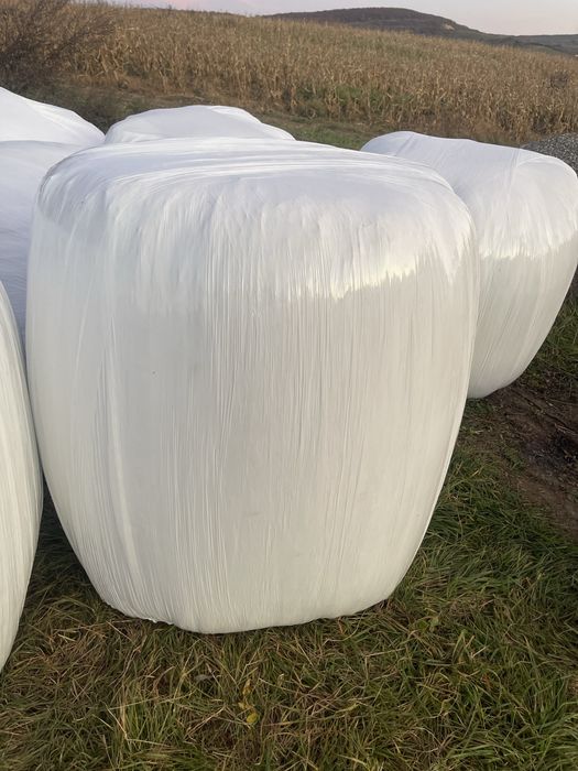 Baloti lucerna infoliati